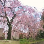 H28枝垂桜2(小