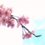 枝垂桜(小